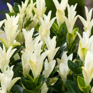 Kardinaalshoed - Euonymus jap. Paloma Blanca