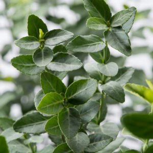 Kardinaalshoed - Euonymus japonicus
