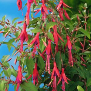 Bellenplant - Fuchsia 'Riccartonii'
