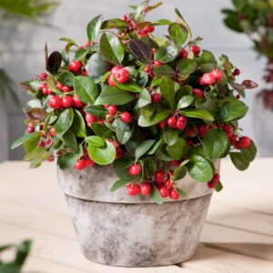 Bergthee - Gaultheria procumbens