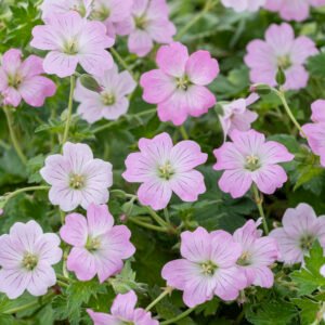 Ooievaarsbek - Geranium Dreamland