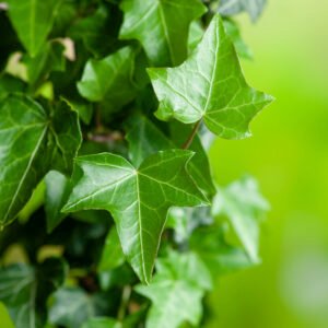 Klimop - Hedera helix
