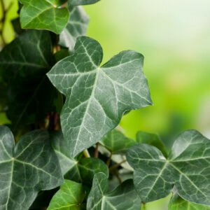 Ierse klimop - Hedera hibernica