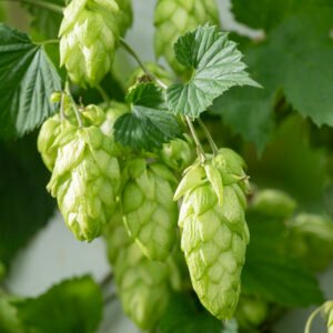 Hop - Humulus lupulus