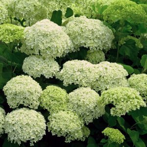 Sneeuwbalhortensia - Hydrangea a. 'Annabelle'