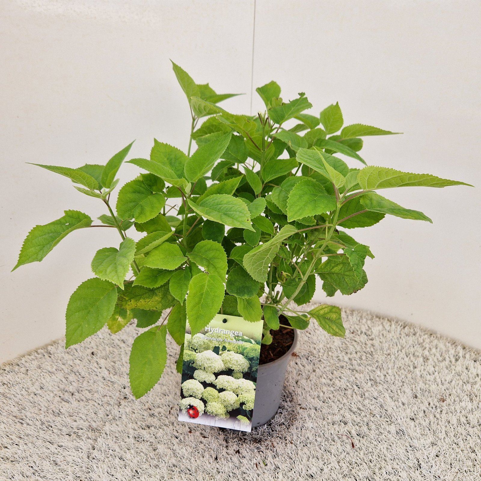 Sneeuwbalhortensia - Hydrangea a. 'Annabelle' - Afbeelding 2