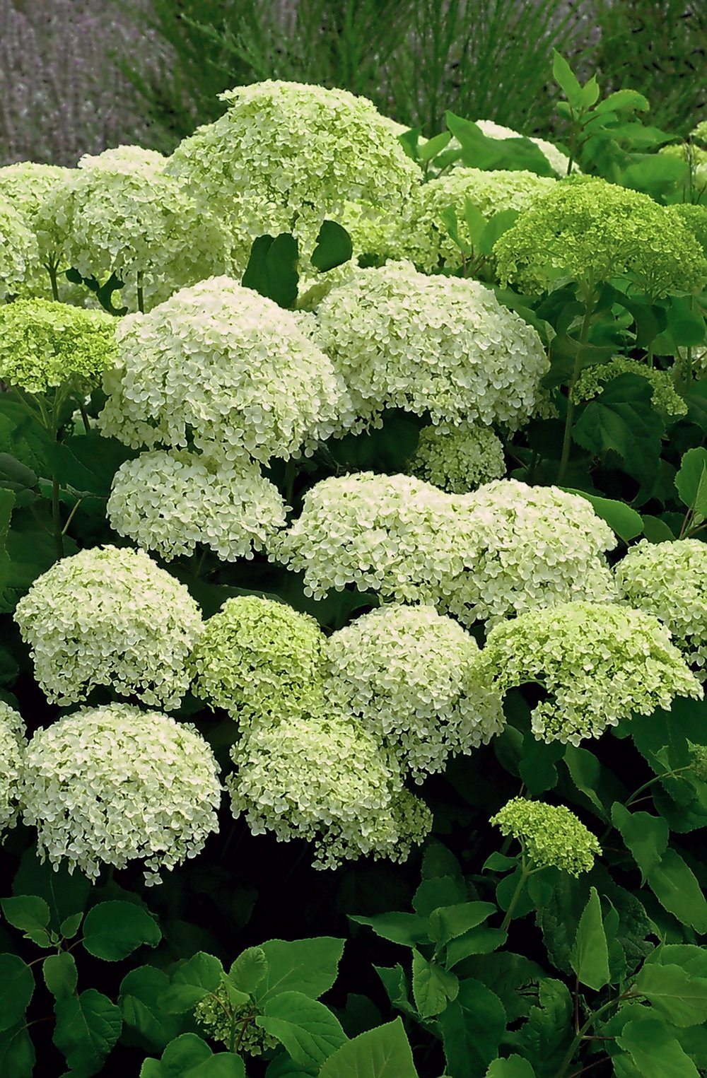 Sneeuwbalhortensia - Hydrangea a. 'Annabelle'