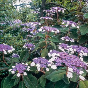 Fluweelhortensia - Hydrangea asp. 'Macrophylla'