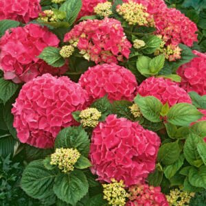 Boerenhortensia - Hydrangea m. 'Alpenglühen'
