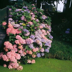 Boerenhortensia - Hydrangea m. 'Bouquet Rose'