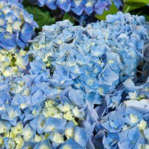 Bolhortensia - Hydrangea m. 'Little Blue'