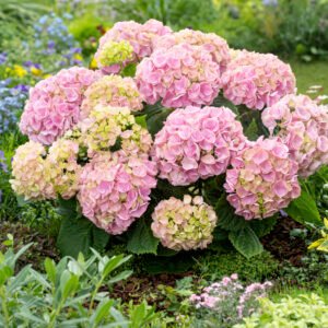 Bolhortensia - Hydrangea m. 'Little Pink'