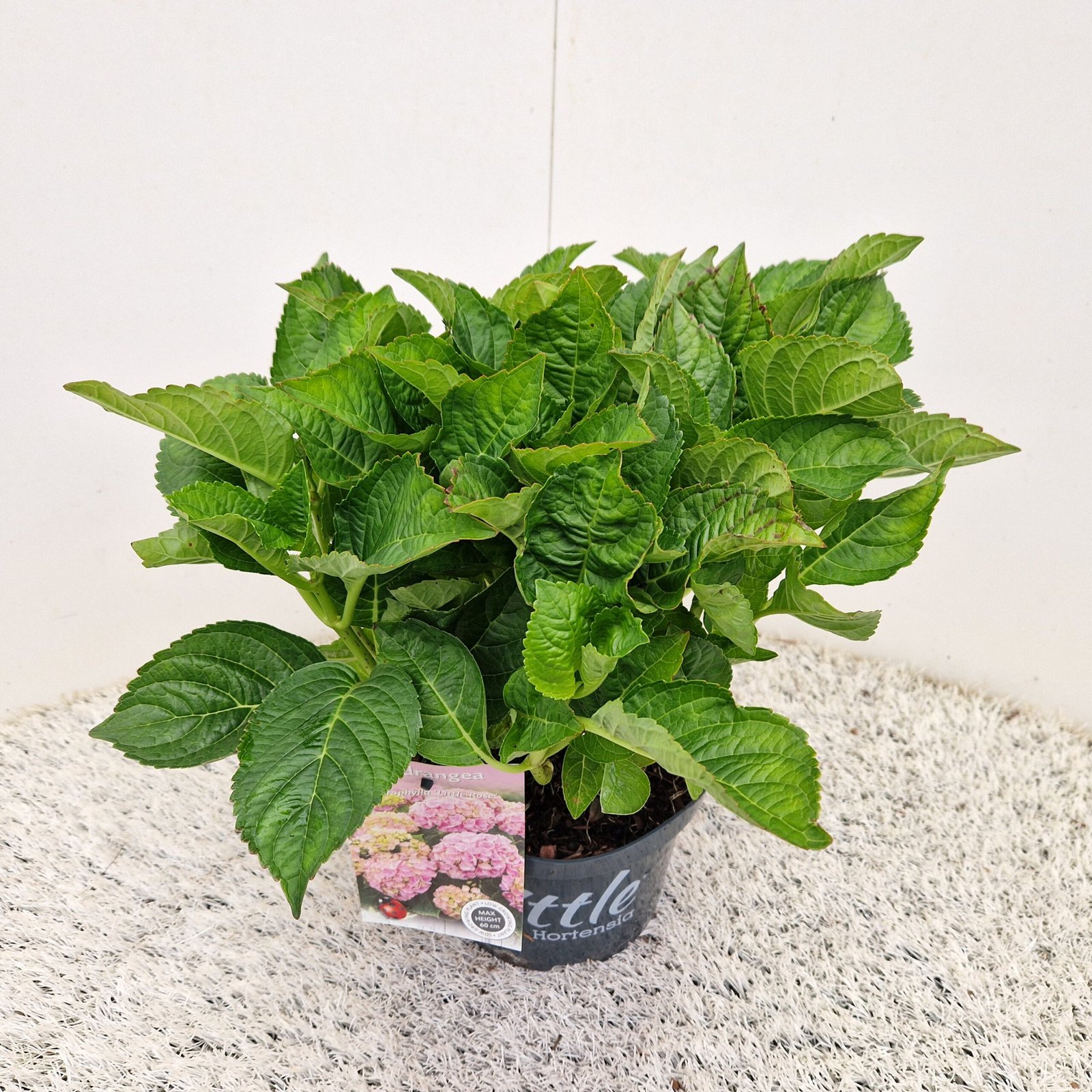 Bolhortensia - Hydrangea m. 'Little Pink' - Afbeelding 2