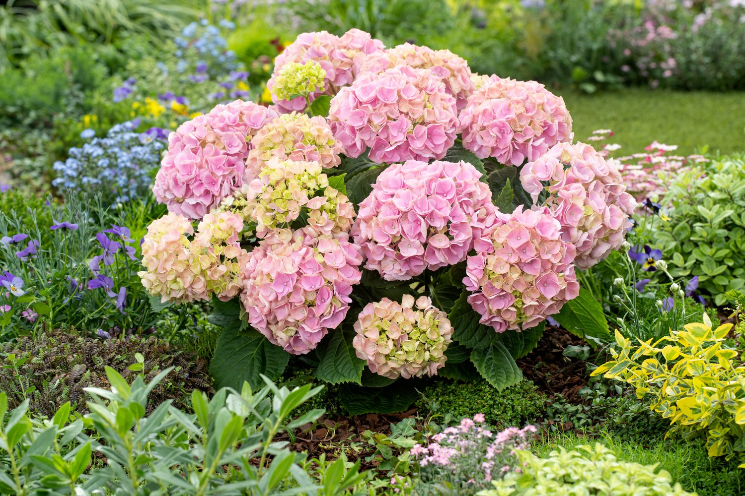 Bolhortensia - Hydrangea m. 'Little Pink'