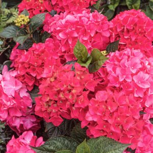 Bolhortensia - Hydrangea m. 'Little Red'