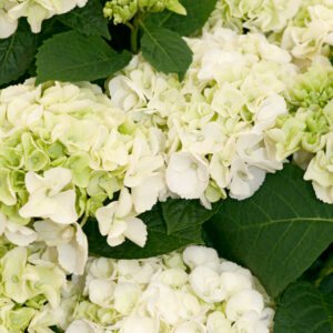 Bolhortensia - Hydrangea m. 'Little White'