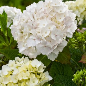 Bolhortensia - Hydrangea m. 'Mad. Emile Mouillère'