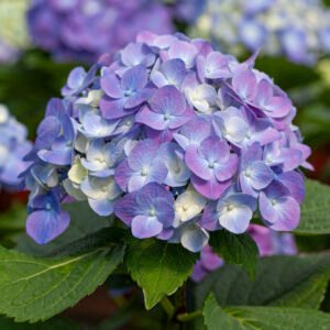 Bolhortensia - Hydrangea m. 'Nikko Blue'