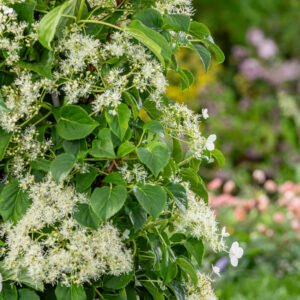 Klimhortensia - Hydrangea petiolaris
