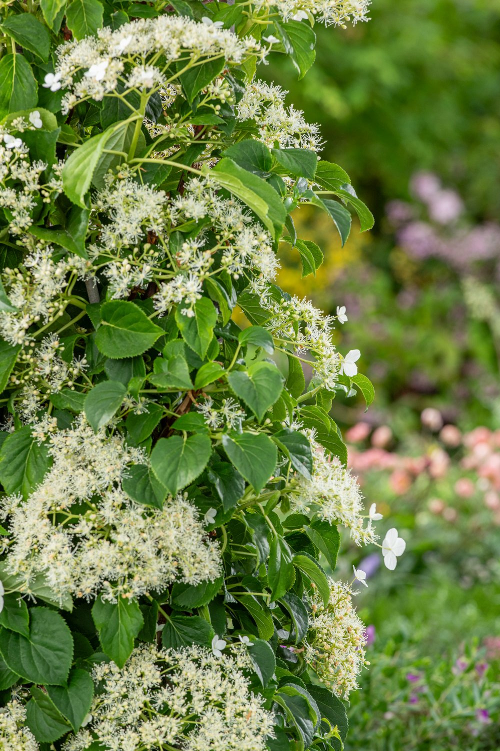 Klimhortensia - Hydrangea petiolaris