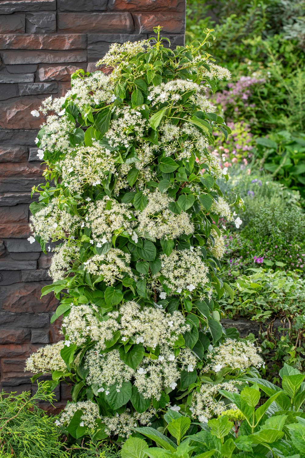 Klimhortensia - Hydrangea petiolaris - Afbeelding 2