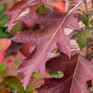 Eikenbladhortensia - Hydrangea quercifolia 'Ruby Slippers'