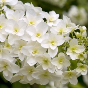 Eikenbladhortensia - Hydrangea querc. 'Sike's Dwarf'
