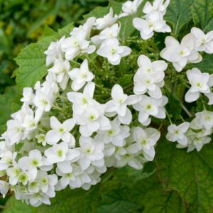 Eikenbladhortensia - Hydrangea querc. 'Snowflake'