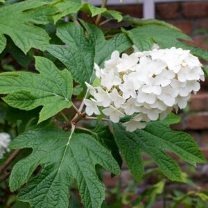 Eikenbladhortensia - Hydrangea querc. Tara