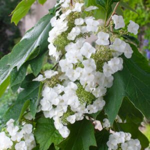 Eikenbladhortensia - Hydrangea quercifolia