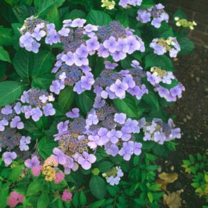 Berghortensia - Hydrangea s. 'Bluebird'