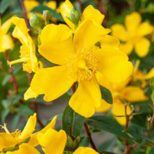 Sint-janskruid/hertshooi - Hypericum 'Hidcote'