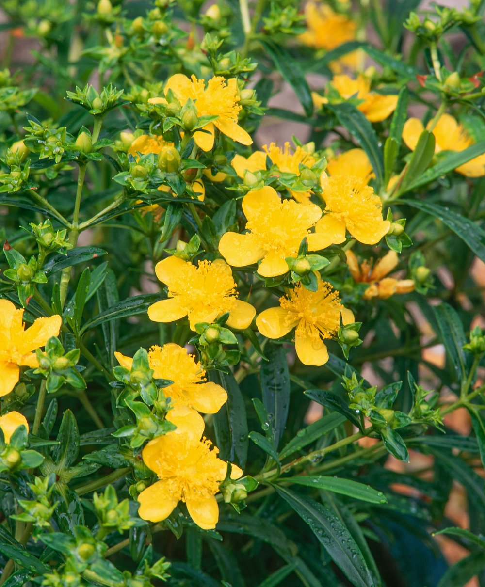 Sint-janskruid/hertshooi - Hypericum kalmianum 'Gemo' - Afbeelding 2