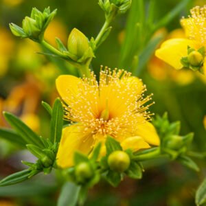 Sint-janskruid/hertshooi - Hypericum kalmianum 'Gemo'