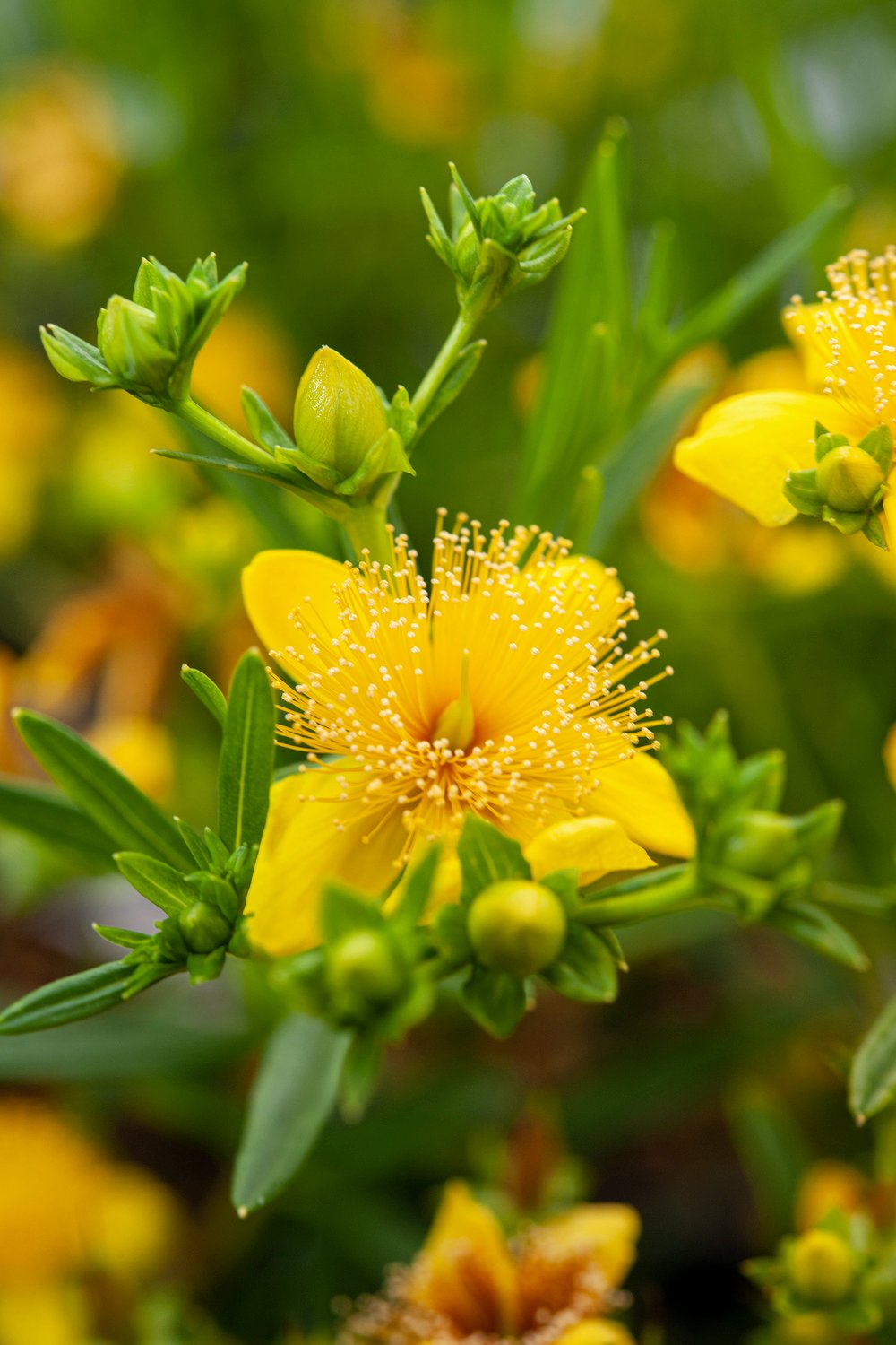 Sint-janskruid/hertshooi - Hypericum kalmianum 'Gemo'