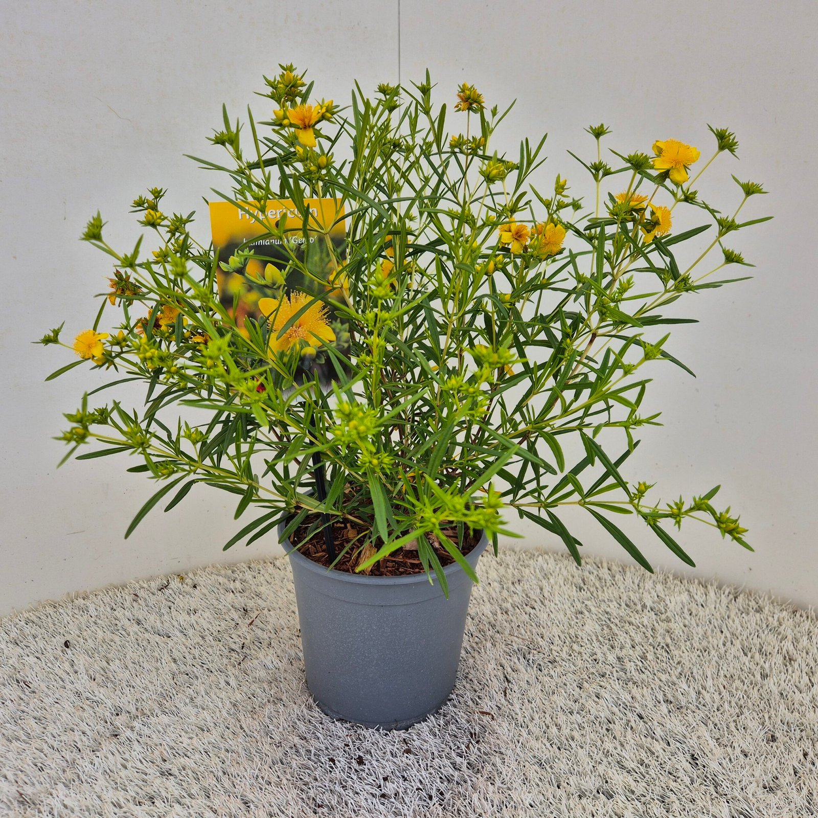 Sint-janskruid/hertshooi - Hypericum kalmianum 'Gemo' - Afbeelding 3