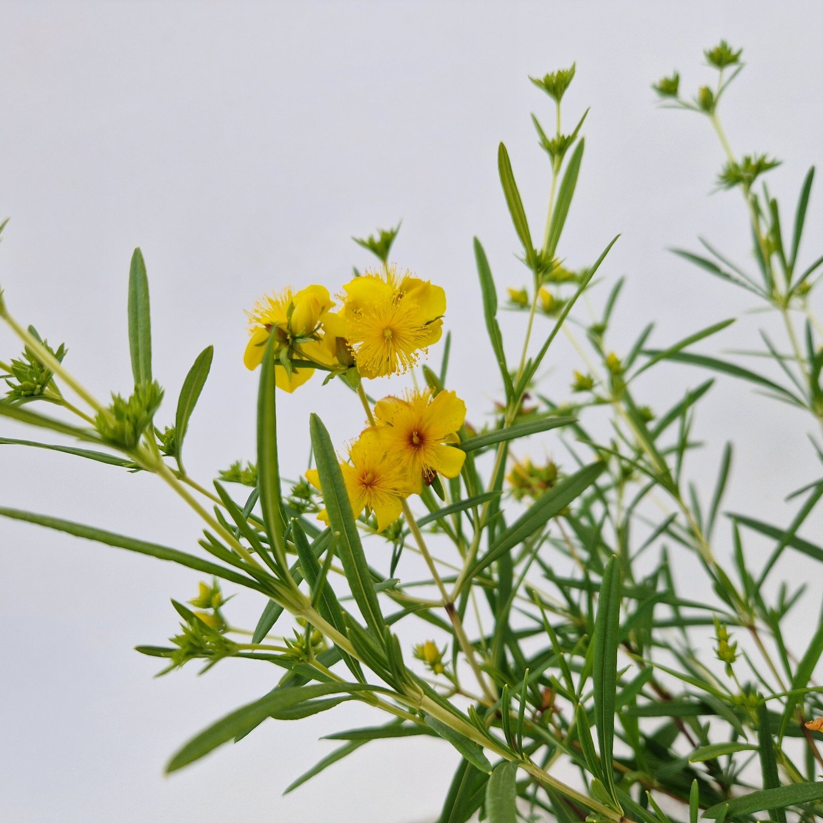 Sint-janskruid/hertshooi - Hypericum kalmianum 'Gemo' - Afbeelding 5