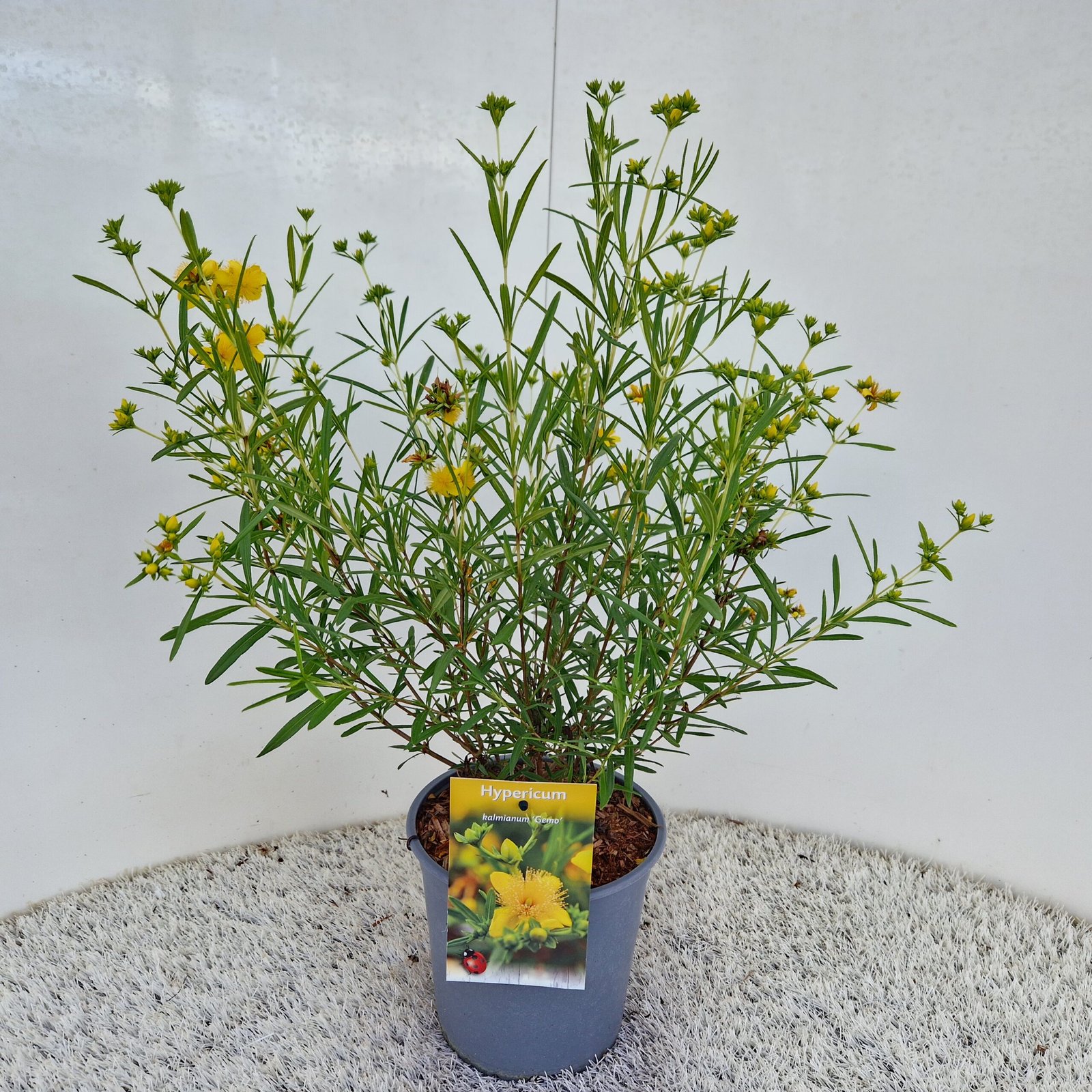Sint-janskruid/hertshooi - Hypericum kalmianum 'Gemo' - Afbeelding 4