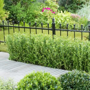 Japanse hulst - Ilex crenata 'Caroline Upright'
