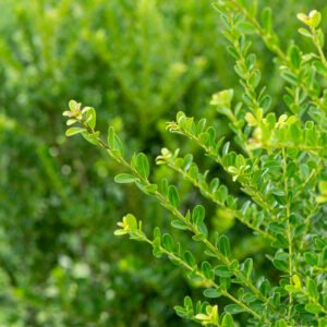 Japanse hulst - Ilex crenata 'Green Hedge'