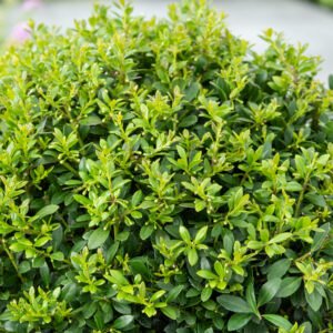 Japanse hulst - Ilex crenata 'Stokes'