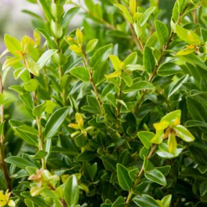 Japanse hulst - Ilex maximowicziana kanehirae