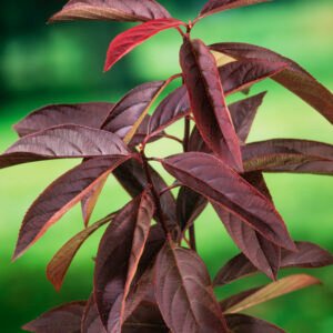 Bloemwilg - Itea virginica 'Henry's Garnet'