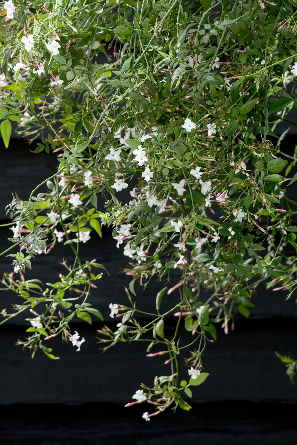 Jasmijn - Jasminum officinale - Afbeelding 2
