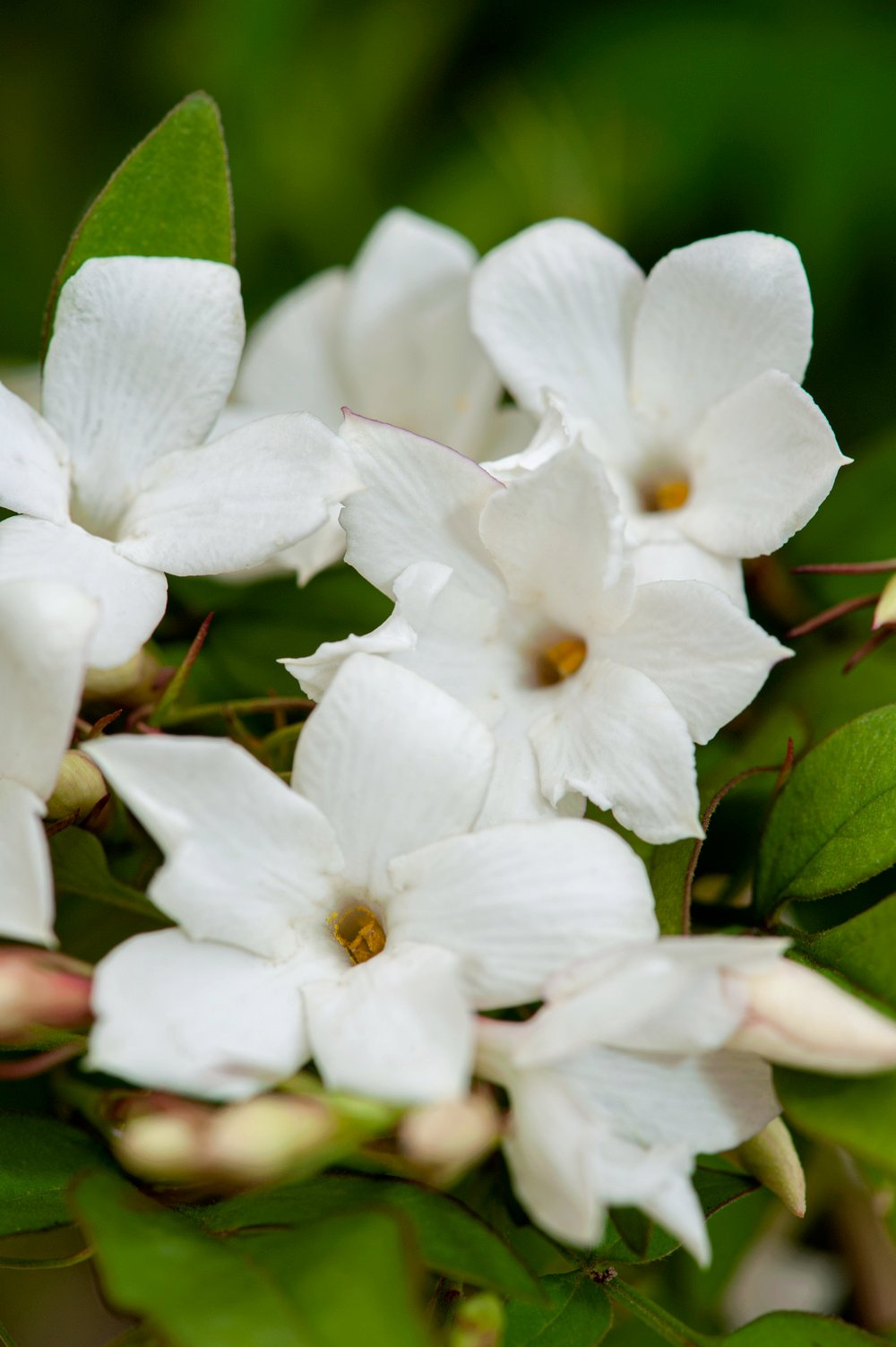 Jasmijn - Jasminum officinale - Afbeelding 6