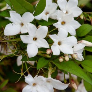 Jasmijn - Jasminum officinale