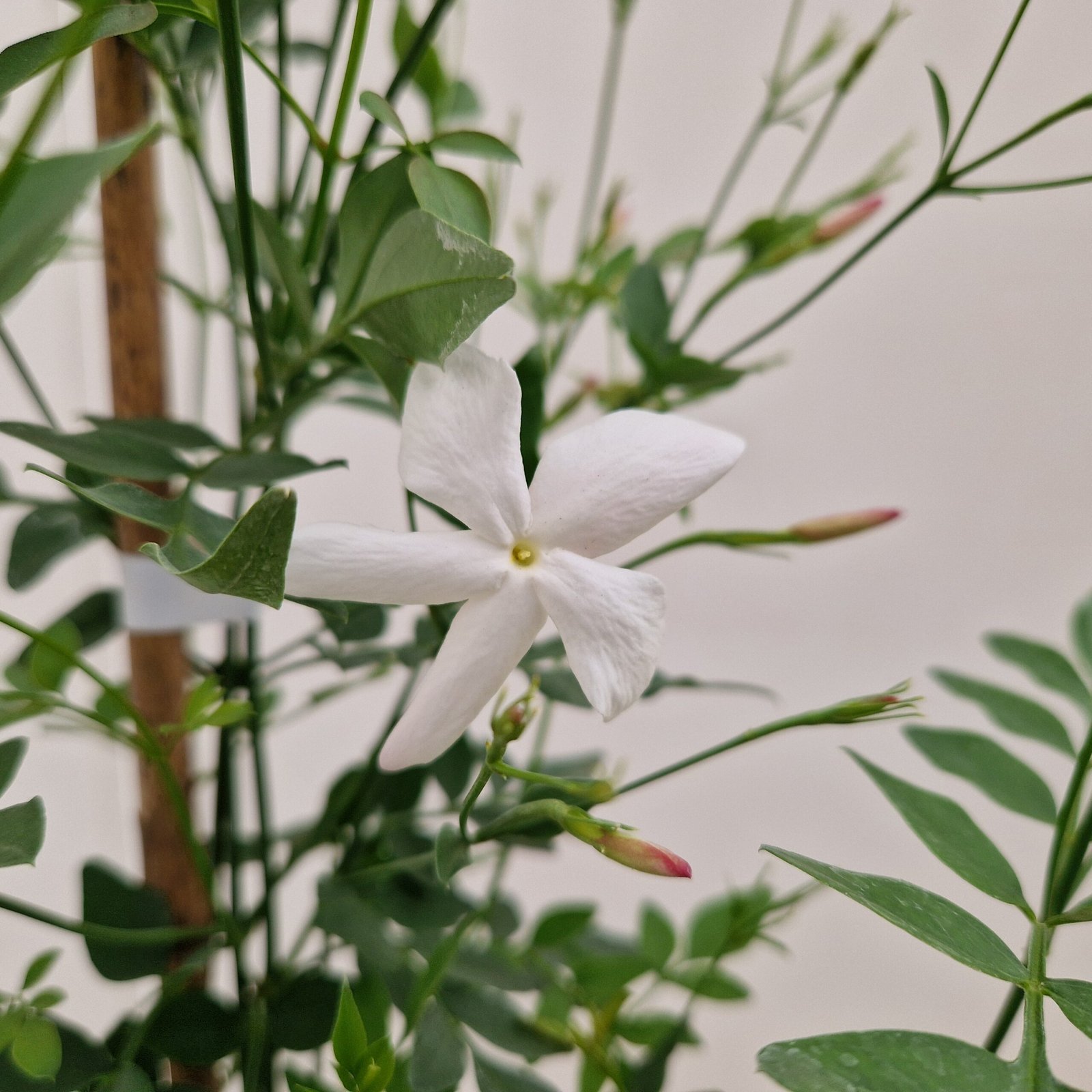 Jasmijn - Jasminum officinale - Afbeelding 5
