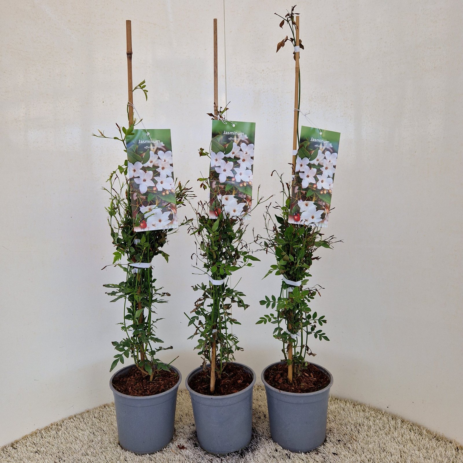 Jasmijn - Jasminum officinale - Afbeelding 4