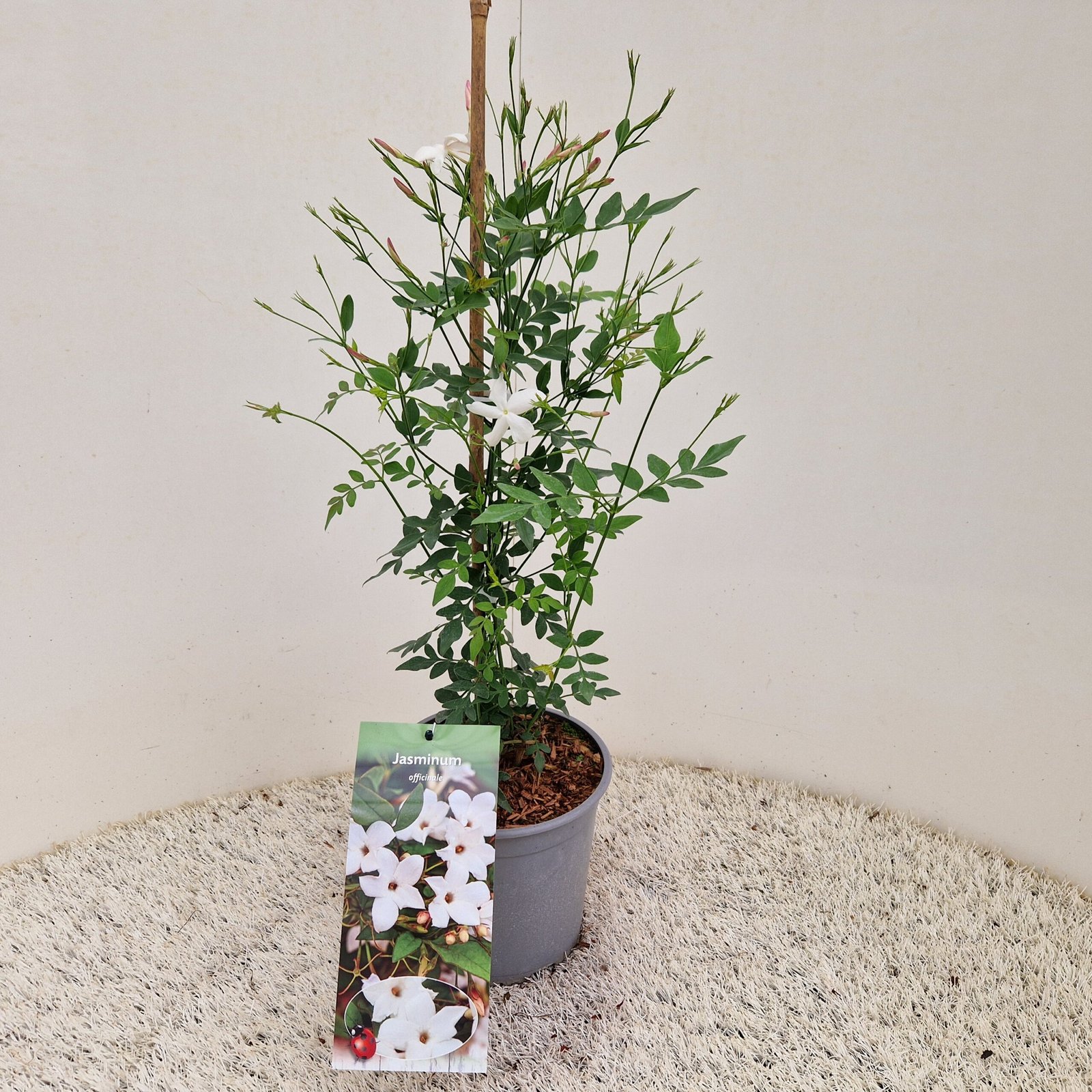 Jasmijn - Jasminum officinale - Afbeelding 3
