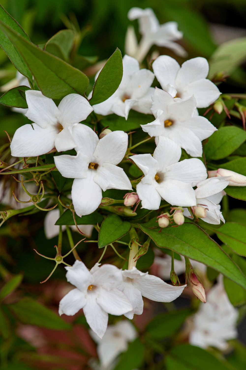 Jasmijn - Jasminum officinale